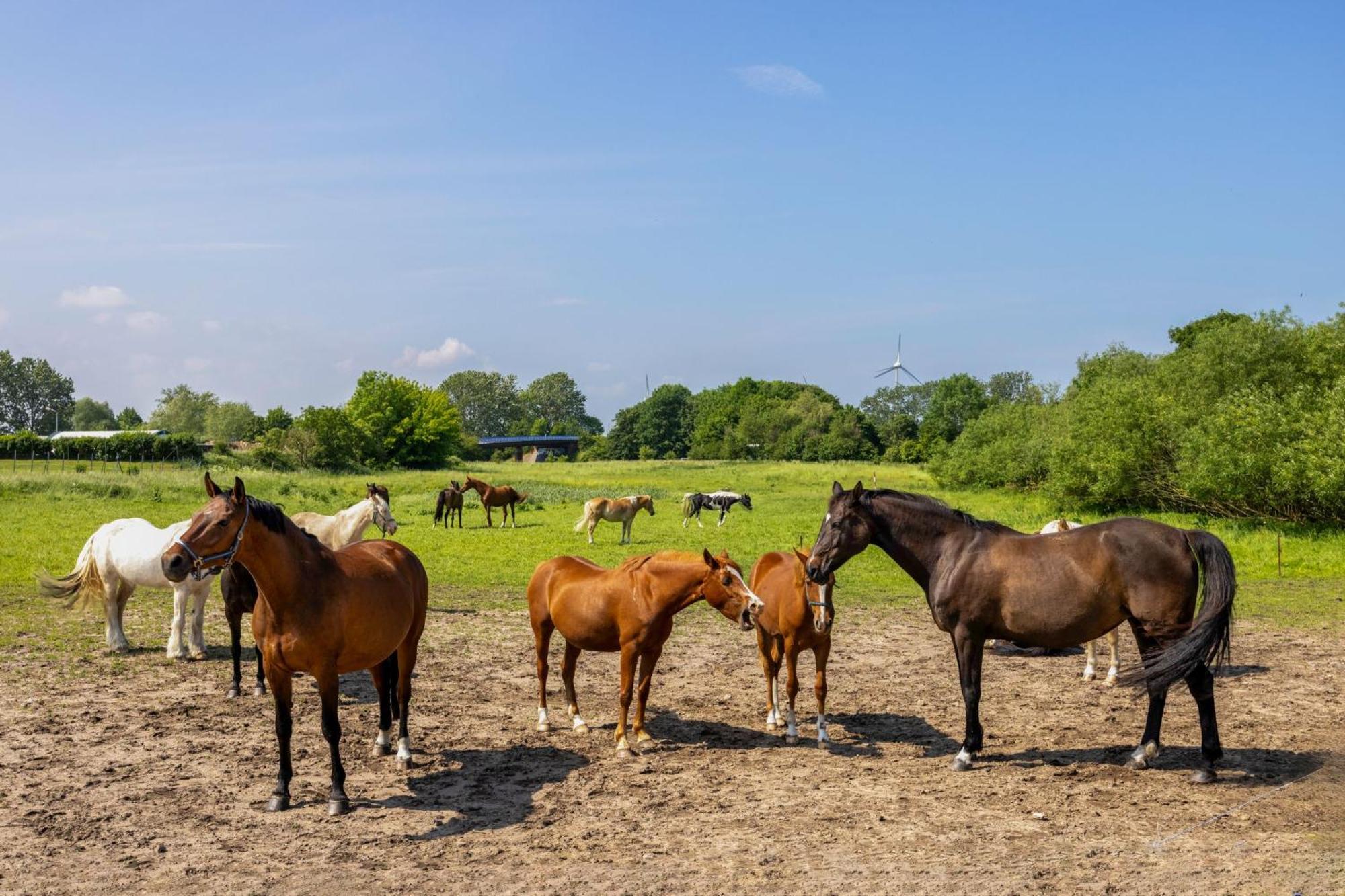 Ferienwohnung "Flori'S Ponyhof" Kröpelin Zewnętrze zdjęcie